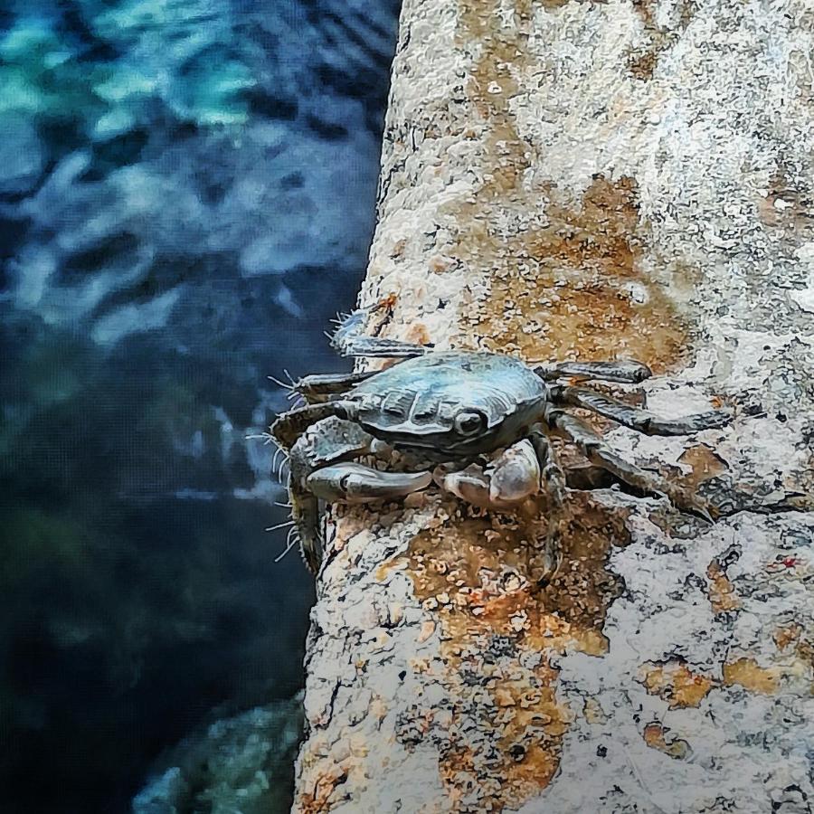 Kuca Za Odmor Marina Villa Sutomiscica Eksteriør billede